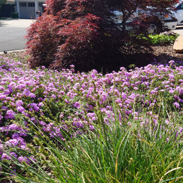 DESIGN TO COMPLIMENT MAPLE TREES