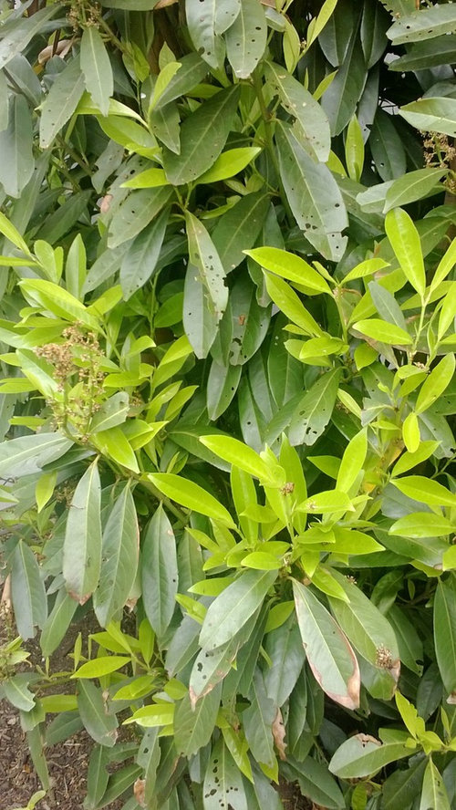 my dog ate laurel berries