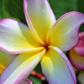 Carleen Robideau's photo