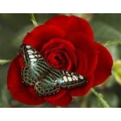 Carole Blais's photo