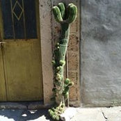 Romina Corak's photo