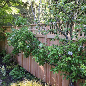 Capital Hill Clear Cedar Fence