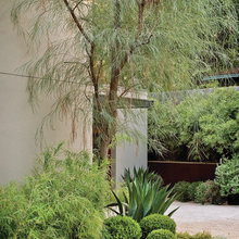plants
