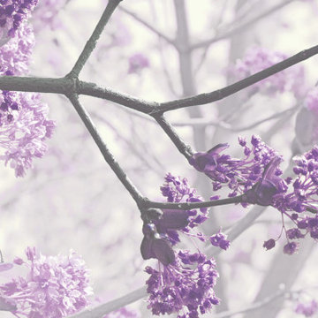 Pink Spring Tree wall mural