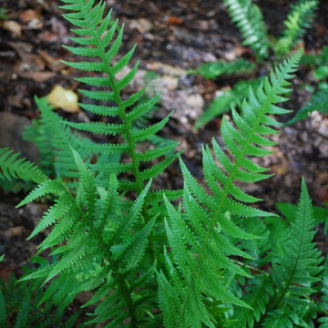 Japanese beech fern