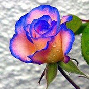 Foto von Doreen Cessna