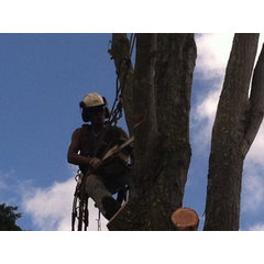 Monkeyman Tree Care