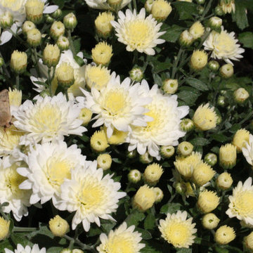 Potting Soil vs Garden Soil vs Raised Bed Soil -Dirty Dirt Soil Company Insights