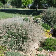 Landscape Ideas