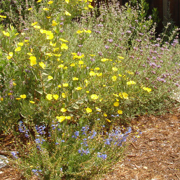 California Native Garden | San Jose