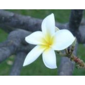 Tracy Tomasello's photo