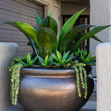 Backyard/Patio