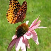 Foto von Darla Morrison