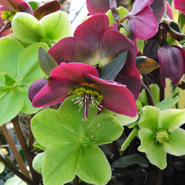 Recipe for a Fabulous Pot - Hellebores "Red and Green"