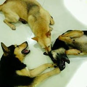 Foto von 犬民宿