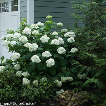 Incrediball® Smooth Hydrangea