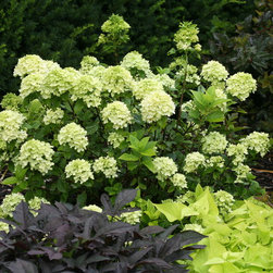 Little Lime&reg; Hardy Hydrangea - Area Rugs