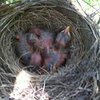 Why did these baby birds disappeaer?
