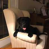 Matlin Reg'd Labradors's photo