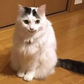 齊藤育子s foto