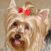 Fanny Torress billede