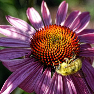 Gorgeous | Summer | Gardens