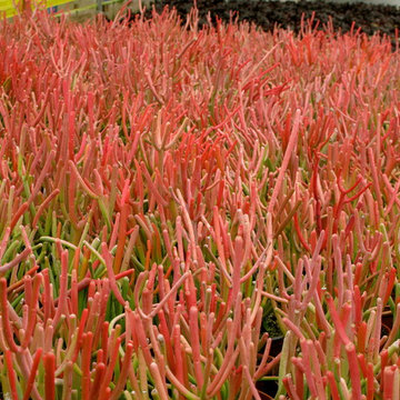 euphorbia tirucalli "Sticks of Fire"