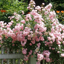 flowers landscape