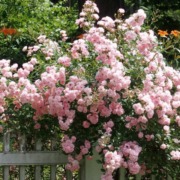 Garden Design - Traditional Plantings