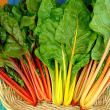 Veg garden