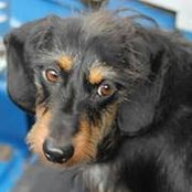 Katie Pommerer's photo