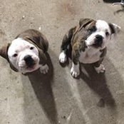 Damon Dech's photo