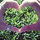 hieu_mac