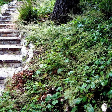 A Ben Lomond Native Plant Library