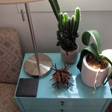Houseplants