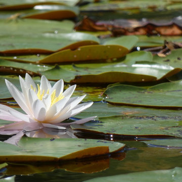 Pond at Radha Madhav Dham Temple