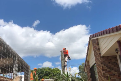 Palm Tree Removal Brisbane