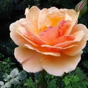 Kim Silcox's photo