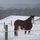 elizabeth_prosser