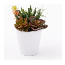 succulent for bathroom new city
