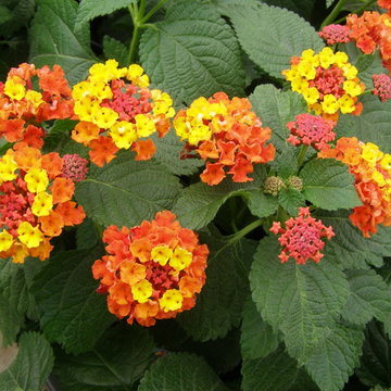 Butterfly Habitat