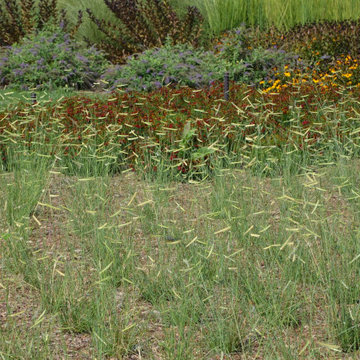 How To Build a Meadow