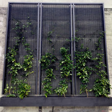 Verticle Garden