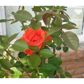 Naiyee Jay's photo