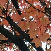 Foto de Sharon Seckel
