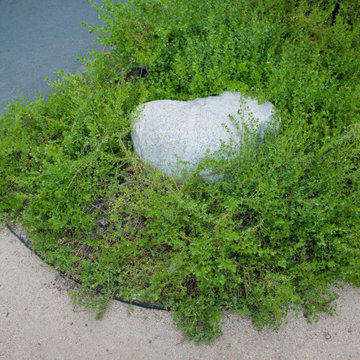 Dwarf Coyote Bush