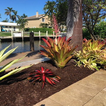 Bromeliads