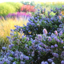 Ca Native Garden