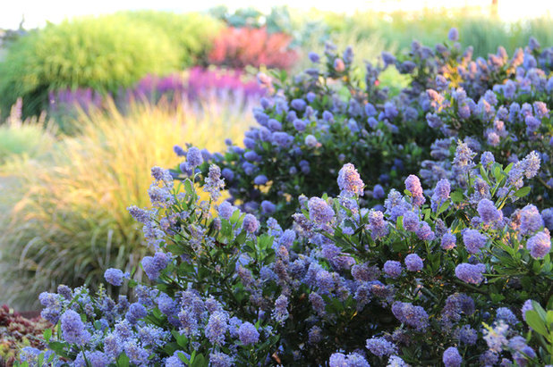 Contemporary Landscape by Bliss Garden Design