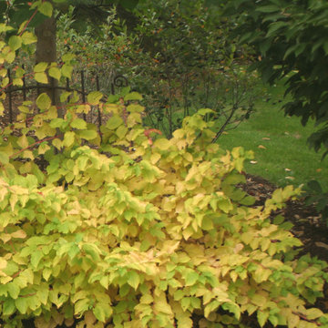 Arctic Sun™ Red Twig Dogwood (Cornus)